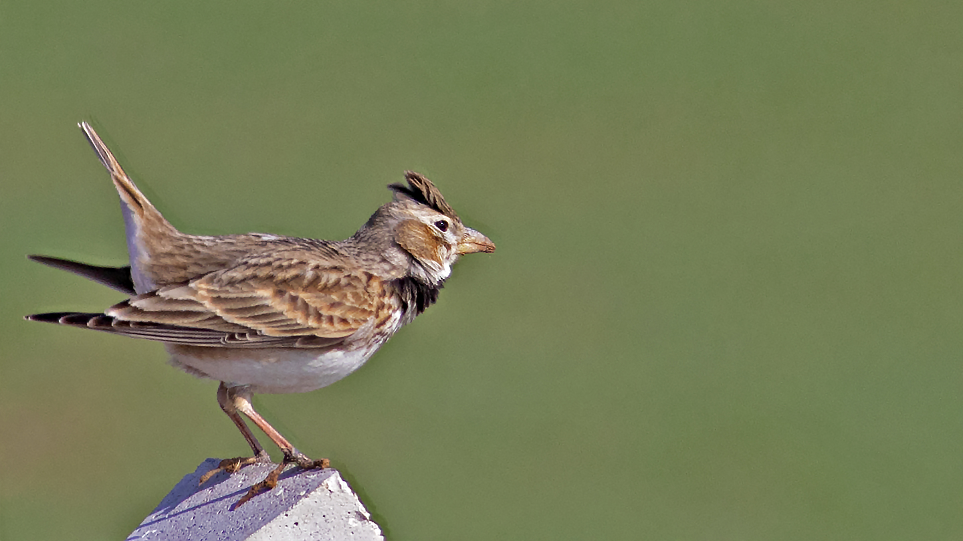 Calandra Lark